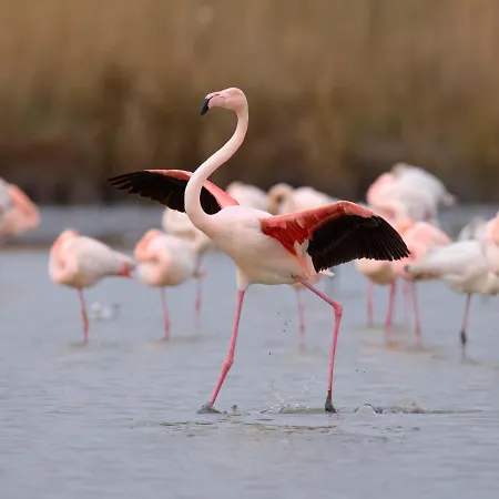 Apartman Le Meridien By Interhome